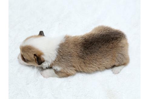 成約済の栃木県のウェルシュコーギーペンブローク-25147の4枚目