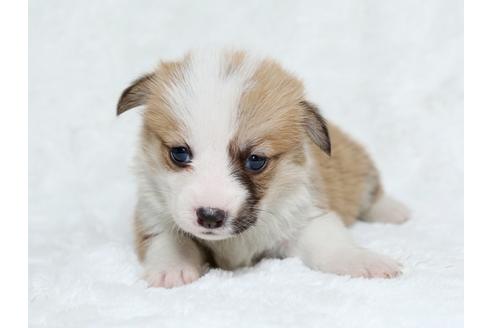 成約済の栃木県のウェルシュコーギーペンブローク-25148の1枚目