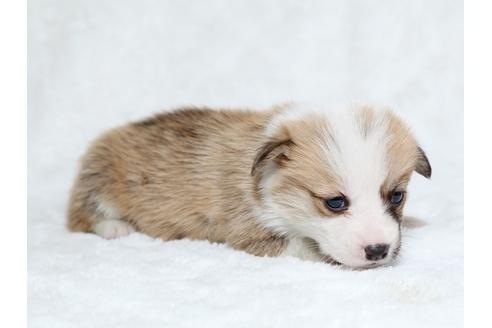 成約済の栃木県のウェルシュコーギーペンブローク-25148の2枚目