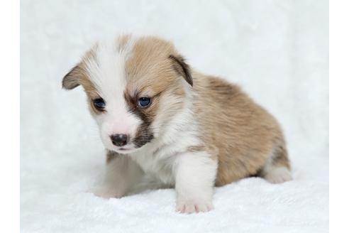 成約済の栃木県のウェルシュコーギーペンブローク-25148の3枚目