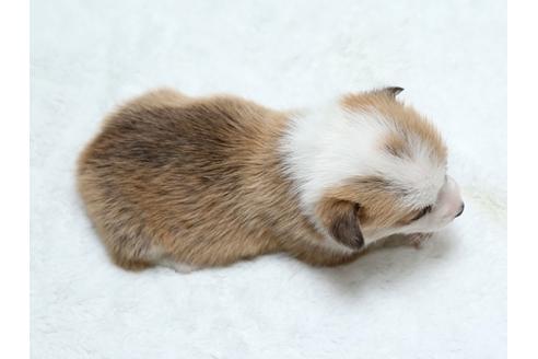 成約済の栃木県のウェルシュコーギーペンブローク-25148の4枚目