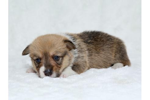 成約済の栃木県のウェルシュコーギーペンブローク-25149の2枚目