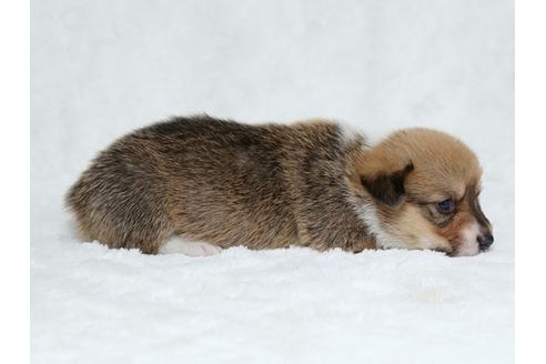 成約済の栃木県のウェルシュコーギーペンブローク-25149の3枚目