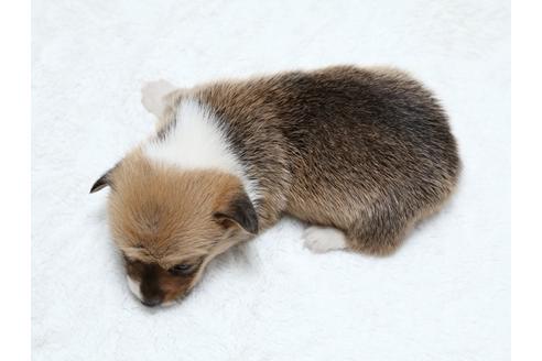 成約済の栃木県のウェルシュコーギーペンブローク-25149の4枚目