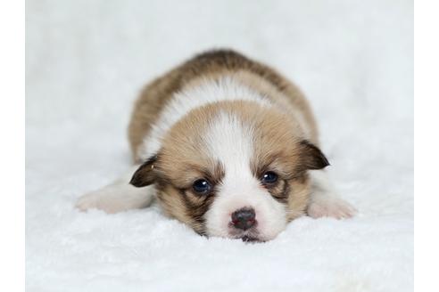 成約済の栃木県のウェルシュコーギーペンブローク-25150の4枚目