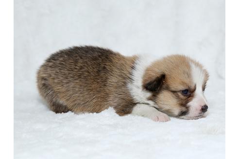 成約済の栃木県のウェルシュコーギーペンブローク-25150の1枚目