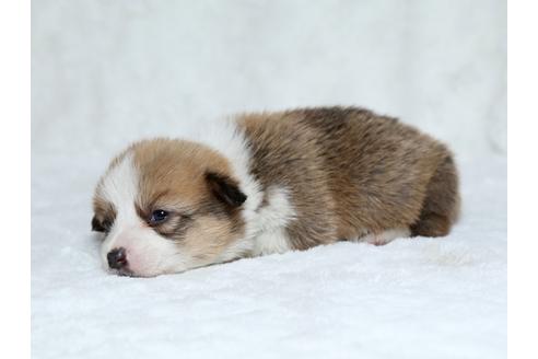 成約済の栃木県のウェルシュコーギーペンブローク-25150の2枚目