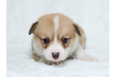 成約済の栃木県のウェルシュコーギーペンブローク-25151の1枚目