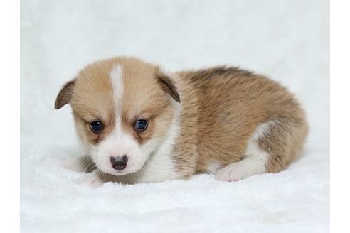 成約済の栃木県のウェルシュコーギーペンブローク-25151の2枚目