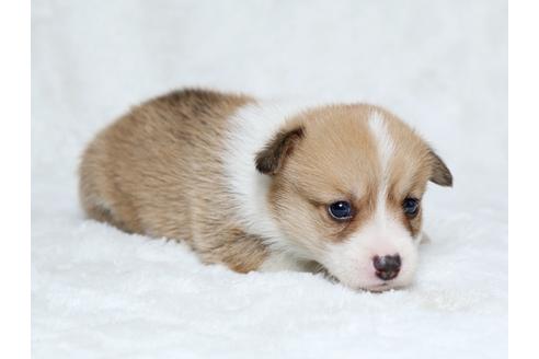 成約済の栃木県のウェルシュコーギーペンブローク-25151の3枚目