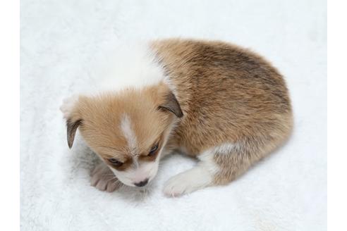 成約済の栃木県のウェルシュコーギーペンブローク-25151の4枚目