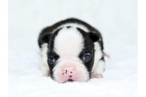 成約済の栃木県のボストンテリア-25152の1枚目