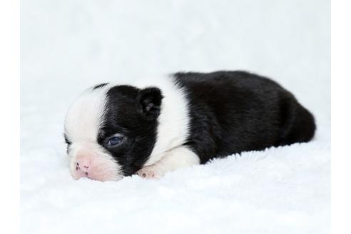 成約済の栃木県のボストンテリア-25152の2枚目