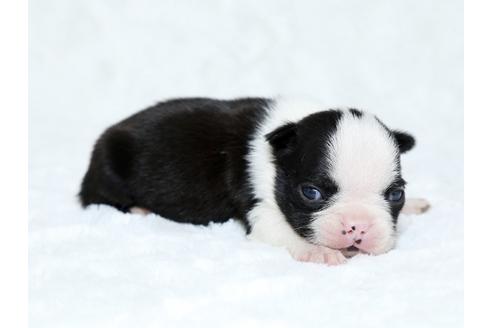 成約済の栃木県のボストンテリア-25152の3枚目