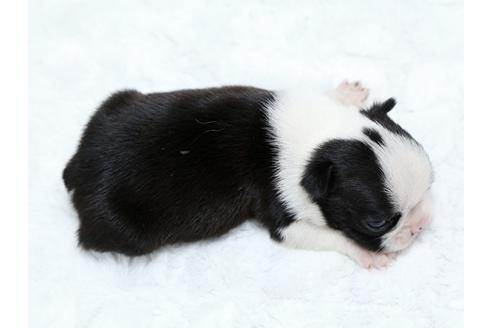 成約済の栃木県のボストンテリア-25152の4枚目