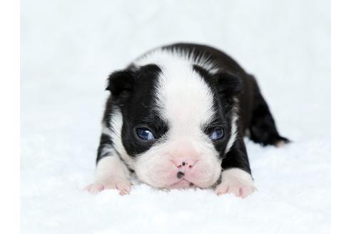 成約済の栃木県のボストンテリア-25153の4枚目