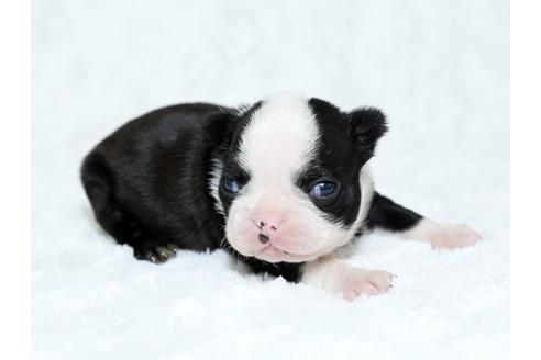 成約済の栃木県のボストンテリア-25153の1枚目