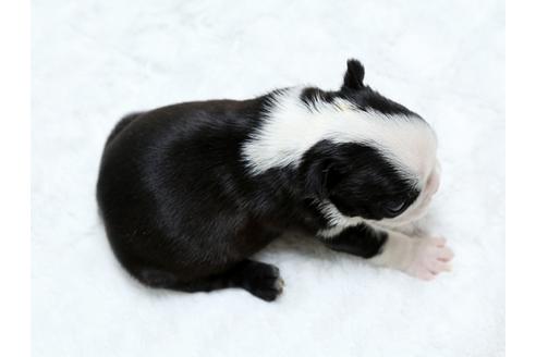 成約済の栃木県のボストンテリア-25153の3枚目