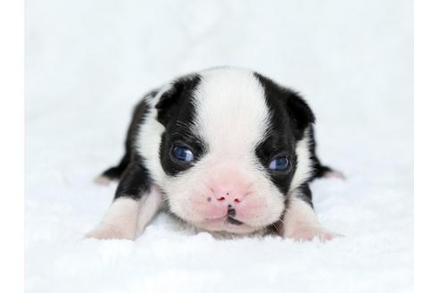 成約済の栃木県のボストンテリア-25154の1枚目