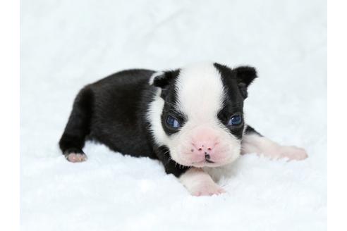 成約済の栃木県のボストンテリア-25154の2枚目