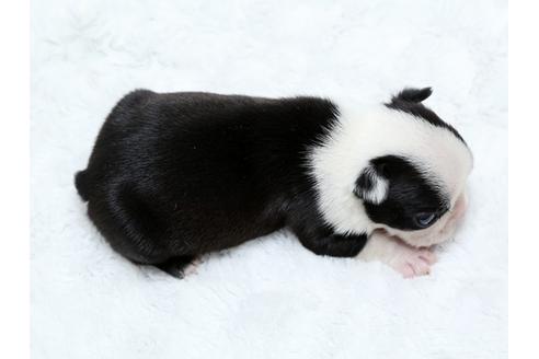 成約済の栃木県のボストンテリア-25154の4枚目