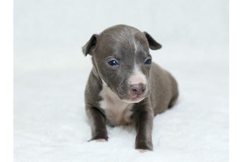 成約済の栃木県のイタリアングレーハウンド(イタグレ)-25155の3枚目