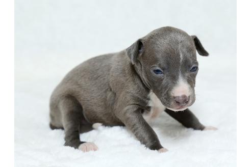 成約済の栃木県のイタリアングレーハウンド(イタグレ)-25155の4枚目