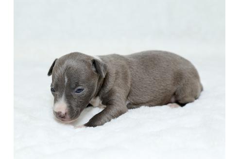 成約済の栃木県のイタリアングレーハウンド(イタグレ)-25155の1枚目