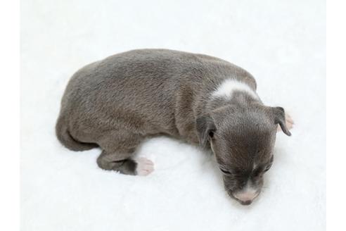 成約済の栃木県のイタリアングレーハウンド(イタグレ)-25155の2枚目