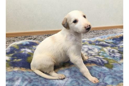成約済の青森県のボルゾイ-25215の4枚目