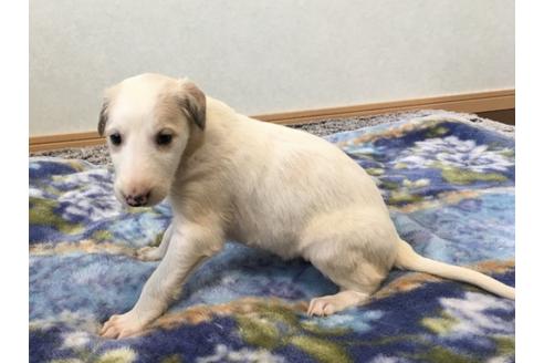成約済の青森県のボルゾイ-25215の3枚目