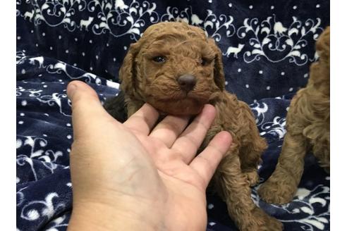成約済の青森県のミディアムプードル-25221の4枚目
