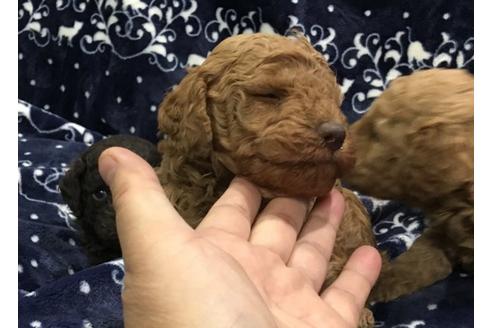 成約済の青森県のミディアムプードル-25221の1枚目