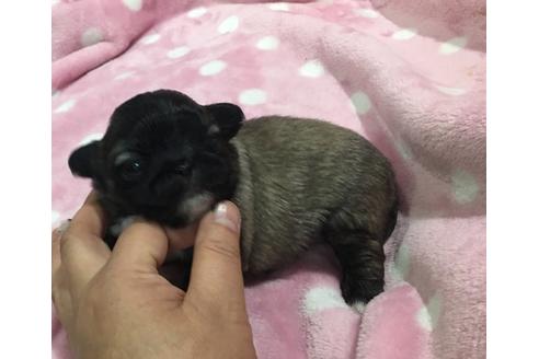成約済の青森県のペキニーズ-25230の1枚目
