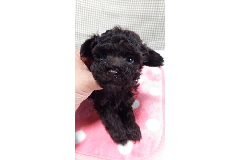 成約済の香川県のトイプードル-25240の2枚目