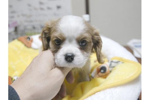 成約済の埼玉県のキャバリアキングチャールズスパニエル-24539の3枚目