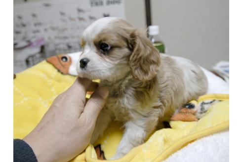 成約済の埼玉県のキャバリアキングチャールズスパニエル-24539の4枚目