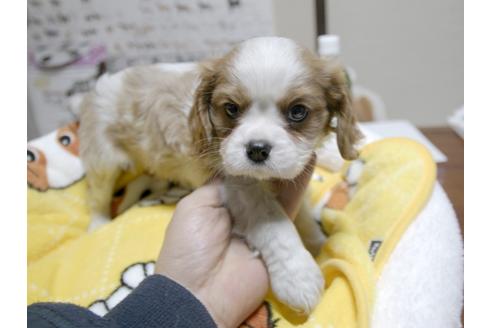 成約済の埼玉県のキャバリアキングチャールズスパニエル-24539の5枚目