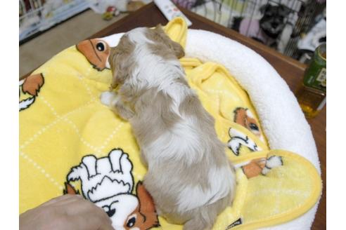 成約済の埼玉県のキャバリアキングチャールズスパニエル-24539の2枚目