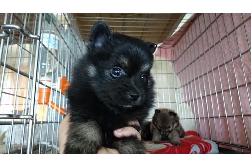 成約済の愛知県のポメラニアン-24347の2枚目
