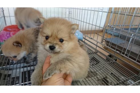 成約済の愛知県のポメラニアン-24349の4枚目