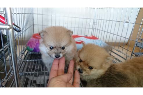 成約済の愛知県のポメラニアン-24349の3枚目
