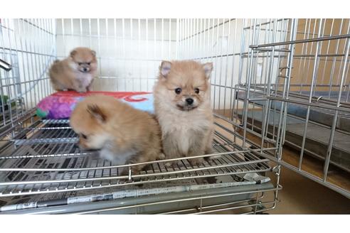 成約済の愛知県のポメラニアン-24349の2枚目
