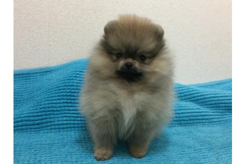 成約済の新潟県のポメラニアン-25255の1枚目
