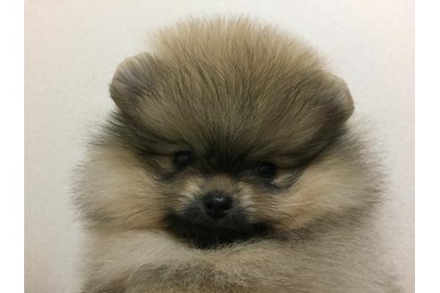 成約済の新潟県のポメラニアン-25255の2枚目