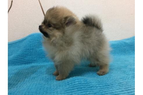 成約済の新潟県のポメラニアン-25255の3枚目