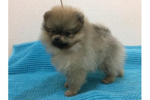 成約済の新潟県のポメラニアン-25255の4枚目