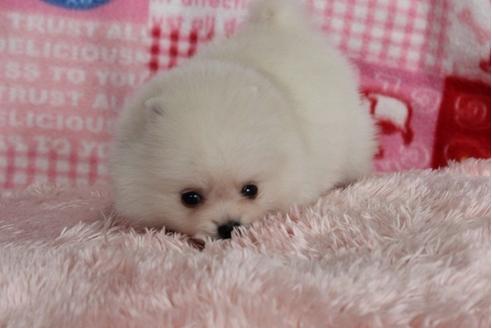 成約済の岡山県のポメラニアン-25258の2枚目
