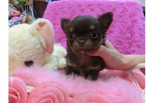 成約済の京都府のチワワ-25265の2枚目