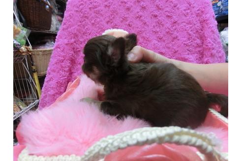 成約済の京都府のチワワ-25265の3枚目